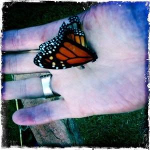 Meet your Posher, Amy